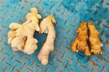 驚!賣菜阿姨不告訴你的「買菜秘訣」!原來要「這樣挑」才不會買到有化學添加的騙人爛蔬菜!難怪隔壁阿媽有事沒事都亂笑我!是我