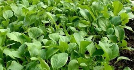 驚!賣菜阿姨不告訴你的「買菜秘訣」!原來要「這樣挑」才不會買到有化學添加的騙人爛蔬菜!難怪隔壁阿媽有事沒事都亂笑我!是我