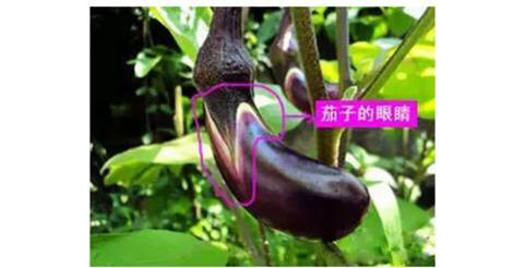 驚!賣菜阿姨不告訴你的「買菜秘訣」!原來要「這樣挑」才不會買到有化學添加的騙人爛蔬菜!難怪隔壁阿媽有事沒事都亂笑我!是我