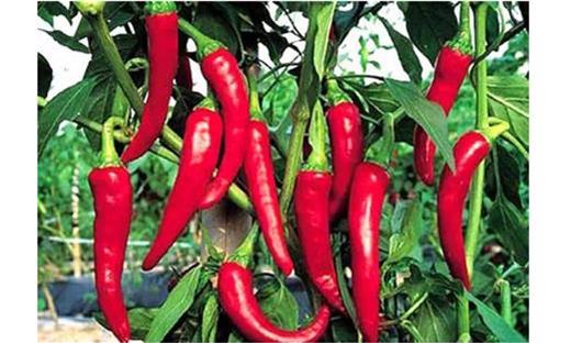 驚!賣菜阿姨不告訴你的「買菜秘訣」!原來要「這樣挑」才不會買到有化學添加的騙人爛蔬菜!難怪隔壁阿媽有事沒事都亂笑我!是我