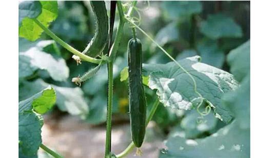 驚!賣菜阿姨不告訴你的「買菜秘訣」!原來要「這樣挑」才不會買到有化學添加的騙人爛蔬菜!難怪隔壁阿媽有事沒事都亂笑我!是我