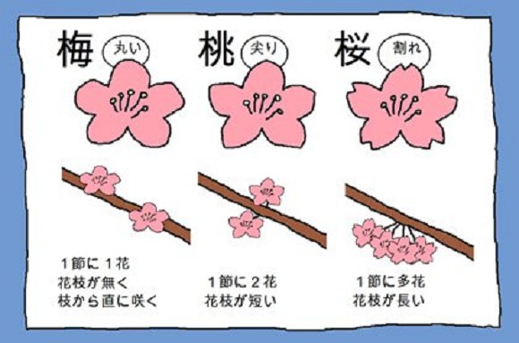 「櫻花」、「梅花」、「桃花」永遠分不清楚？日本人教你一個簡易方法來辨別
