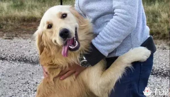 狗狗的十種行動,證明它很愛你!