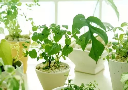 教你幾招,蚊子一個夏天都不敢進你的房間!發給需要的人!