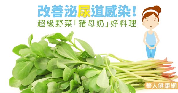 改善泌尿道感染!超級野菜「豬母奶」好料理