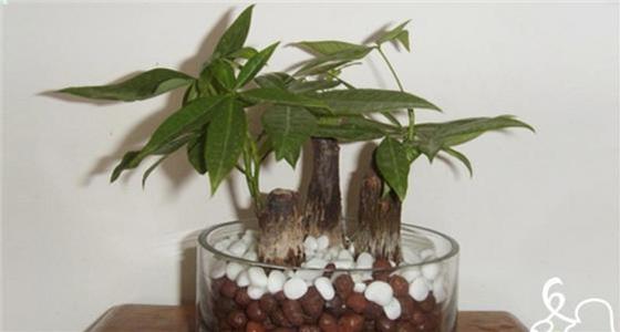 【發財樹】下面一定要放這個東西才能夠發財!難怪我種了那麼多發財樹都發財不到!超後悔現在才知道!