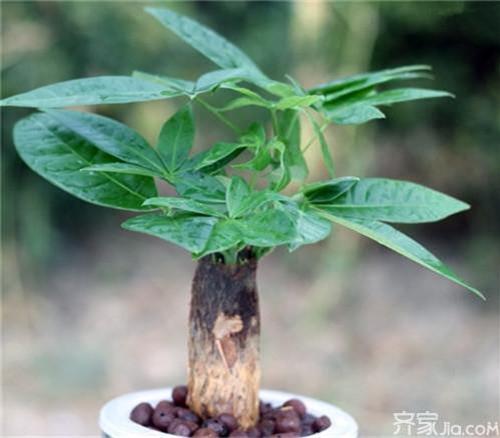 【發財樹】下面一定要放這個東西才能夠發財!難怪我種了那麼多發財樹都發財不到!超後悔現在才知道!