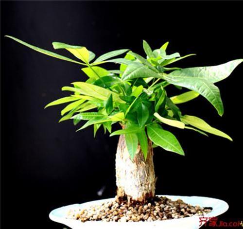【發財樹】下面一定要放這個東西才能夠發財!難怪我種了那麼多發財樹都發財不到!超後悔現在才知道!