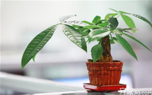 【發財樹】下面一定要放這個東西才能夠發財!難怪我種了那麼多發財樹都發財不到!超後悔現在才知道!