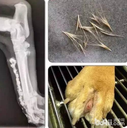 這種植物對狗狗危害極大,甚至能致命!遛狗看到它一定要遠離..