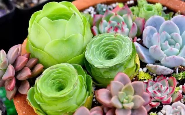 什麼項目讓他10畝地年銷售額500多萬?