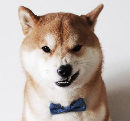 7大理由建議不要輕易飼養!柴犬並不只是你們的眼中的呆萌樣