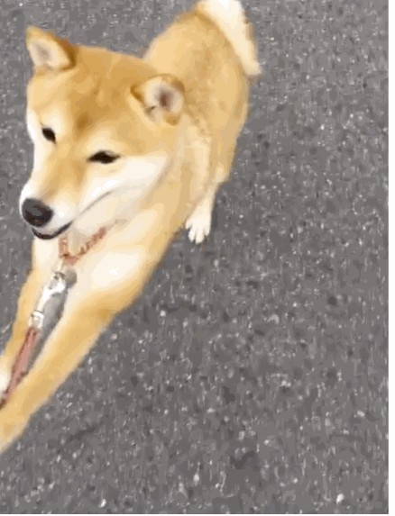 7大理由建議不要輕易飼養!柴犬並不只是你們的眼中的呆萌樣