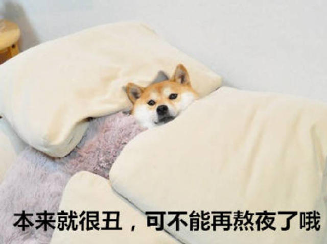 7大理由建議不要輕易飼養!柴犬並不只是你們的眼中的呆萌樣
