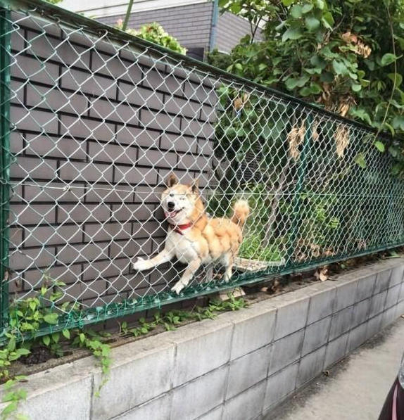 7大理由建議不要輕易飼養!柴犬並不只是你們的眼中的呆萌樣