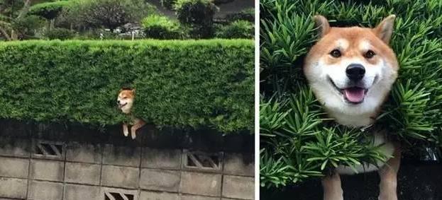 7大理由建議不要輕易飼養!柴犬並不只是你們的眼中的呆萌樣