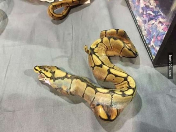 13張會讓「不怕蛇的人都越看越渾身發毛差點尿失禁」的蛇照!慎入...