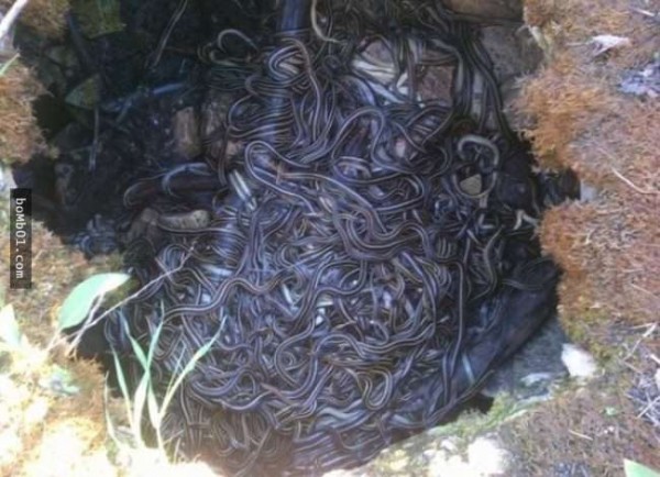 13張會讓「不怕蛇的人都越看越渾身發毛差點尿失禁」的蛇照!慎入...