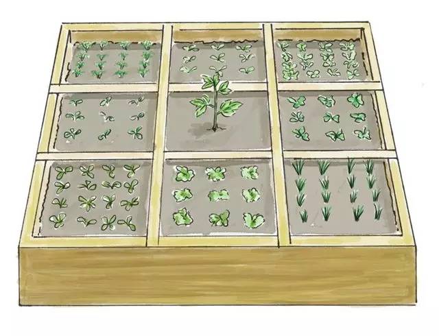 1平米的菜園，讓全家人吃上放心新鮮蔬菜，歡迎分享~