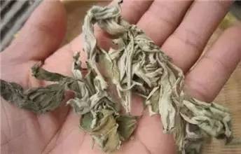 呵護女人一生的「萬用草」!能掃凈人體內惡寒,可惜很少有人知道~