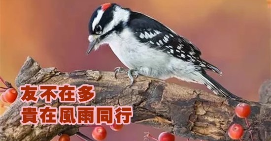 友不在多,貴在風雨同行