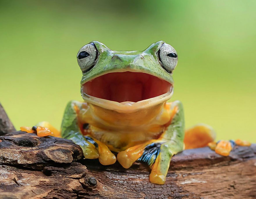 37张会让人对青蛙完全改观的「爆萌蛙」搞笑照片集!