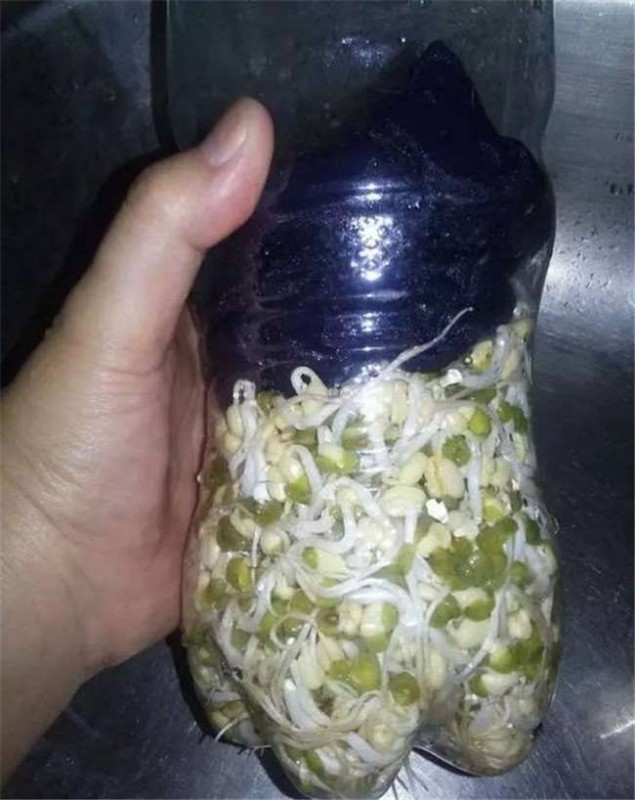 沒想到一個寶特瓶就能種出全家人吃的豆芽菜，重點是作法超簡單！