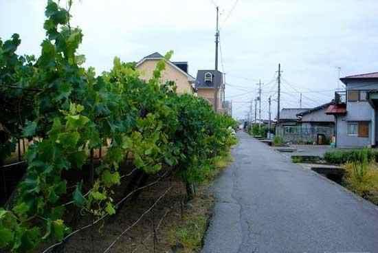 20張圖片告訴你日本農村啥樣?