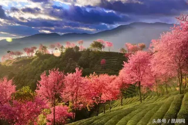 這才是雲南最妖豔的10個地方，你去過幾個？