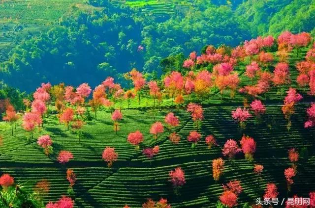 這才是雲南最妖豔的10個地方，你去過幾個？