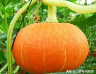 南瓜好吃,不能和它同吃,看完一身冷汗