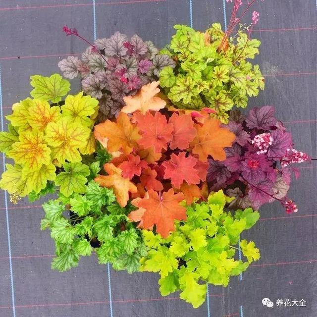 如果我有一個小院子，一定要種上這些花，天天都有花賞！