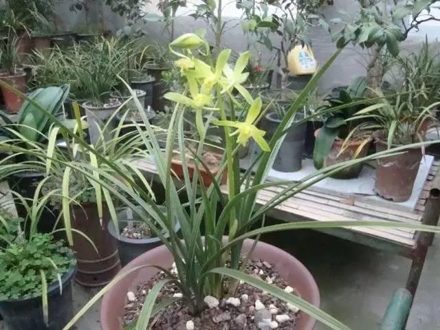 想要養好花,謹記這7點
