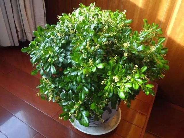 想要養好花,謹記這7點