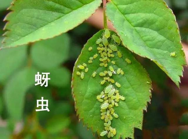 想要養好花,謹記這7點
