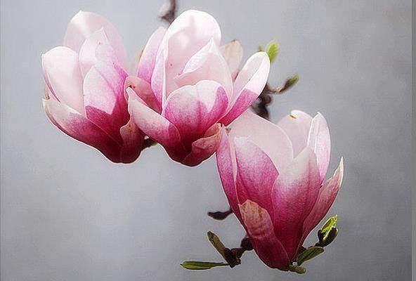 十個現實句子：心若計較，時時都有怨言；心若寬容，處處都是晴天