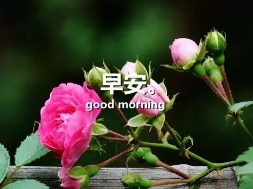 感悟人生早安心語感悟人生的經典句子