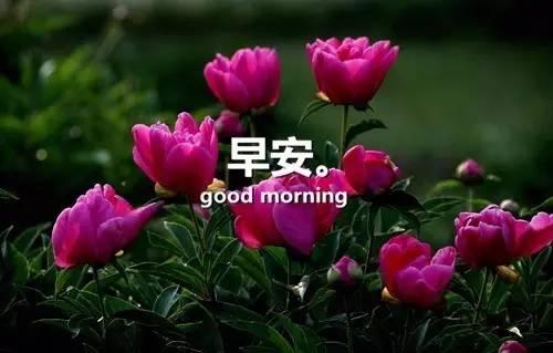 感悟人生早安心語感悟人生的經典句子