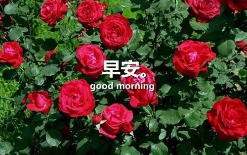 感悟人生早安心語感悟人生的經典句子