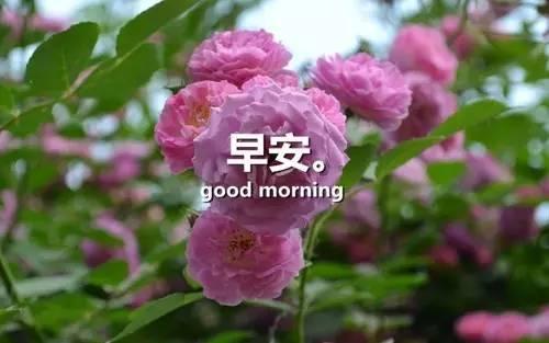 感悟人生早安心語感悟人生的經典句子