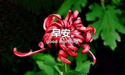 感悟人生早安心語感悟人生的經典句子