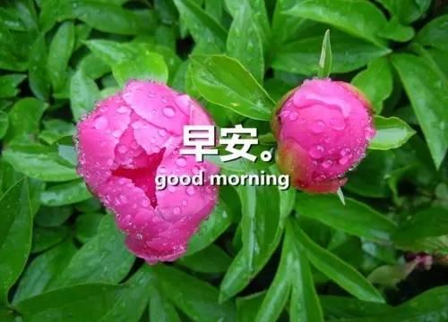 感悟人生早安心語感悟人生的經典句子