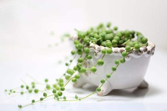 5種非常容易養的花卉,隨便掐個枝就能養爆盆!