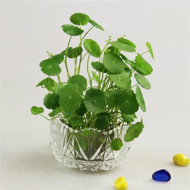 5種非常容易養的花卉,隨便掐個枝就能養爆盆!