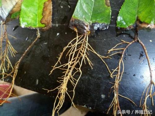 學會這5個花卉生根訣竅,讓你馬上成為扦插繁殖高手!