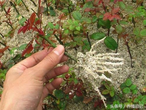 學會這5個花卉生根訣竅，讓你馬上成為扦插繁殖高手！