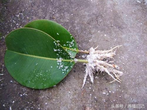 學會這5個花卉生根訣竅,讓你馬上成為扦插繁殖高手!
