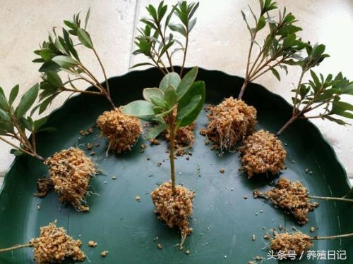 學會這5個花卉生根訣竅,讓你馬上成為扦插繁殖高手!