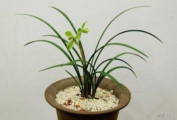 養蘭沒有土? 花友們還在花錢買嗎? 一招教會你,保證爆盆