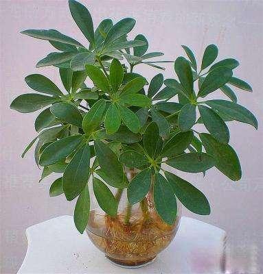 家居養花:7種可以讓人長壽的花卉,家裡必須得擺一盆!
